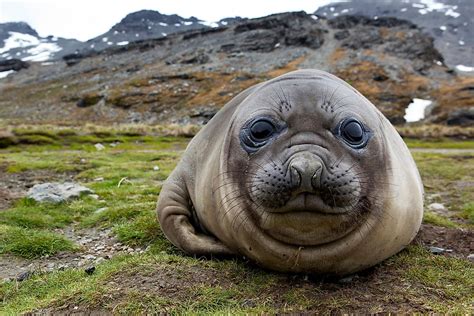 What Do Elephant Seals Eat? - WorldAtlas