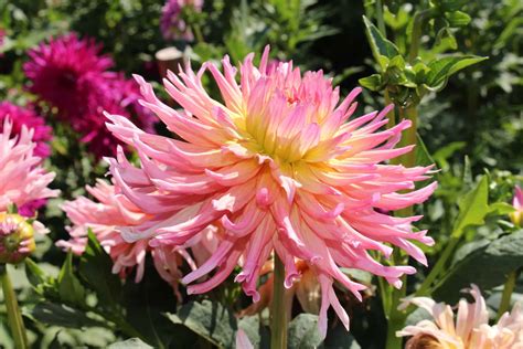 10 Types Of Dahlia Bulbs - A-Z Animals