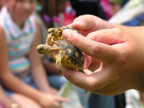 Baby Gopher Tortoises | Third graders enjoyed learning about… | Flickr