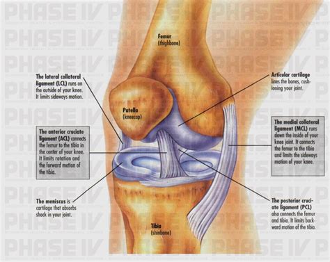 LATERAL KNEE PAIN AND THE ILLIOTIBIAL BAND | PHASE - IV