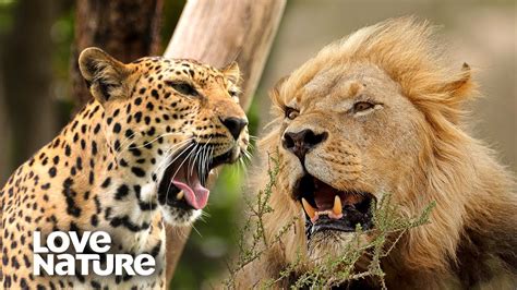 Leopard vs Lion: Who Would Win in a Fight? | Love Nature - YouTube