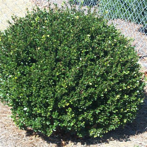 Ilex Compacta (Japanese Holly) - Johnson Nursery Corporation