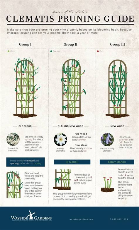 Comprehensive Guide to Pruning Clematis Vines | Wayside Gardens