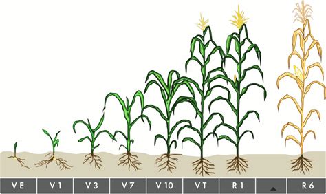 Frontiers | Kernel Water Relations and Kernel Filling Traits in Maize ...