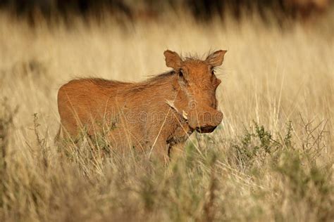 Warthog in Natural Habitat - South Africa Stock Photo - Image of ...