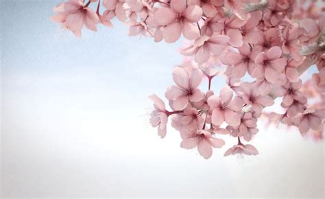 🔥 [48+] Sakura Wallpapers HD | WallpaperSafari