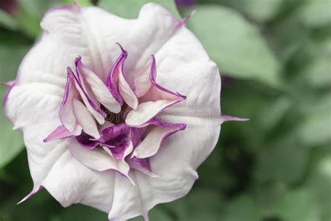 Datura Flower stock photo. Image of datura, purple, white - 107640782