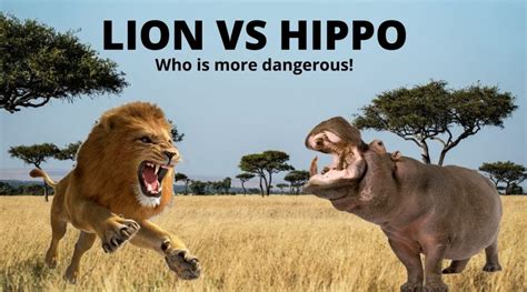 Hippo vs Lion - Hedge the book