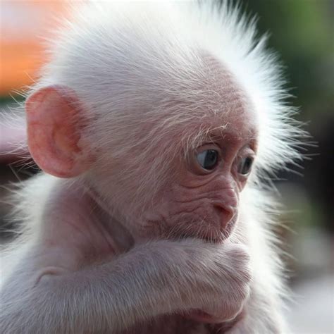 He is the only known albino gorilla so far, and was the most popular ...