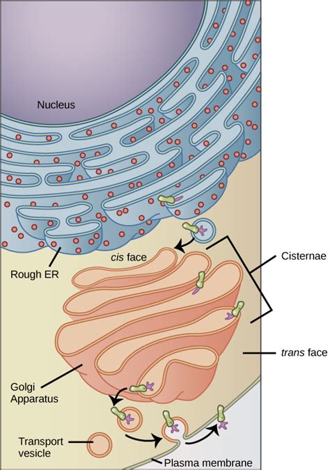 Vesicles and Vacuoles, Lysosomes, and Peroxisomes – MHCC Biology 112 ...