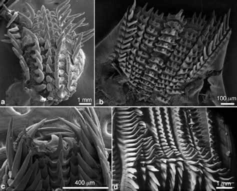 Class: Cephalopods and their radula | Cephalopod Radula under the SEM