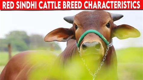 ⭕ RED SINDHI CHARACTERISTICS Cattle Red Sindhi - YouTube