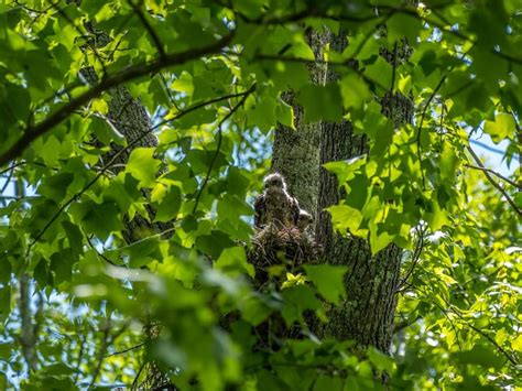 Cooper's Hawk Nesting (All You Need To Know) | Birdfact