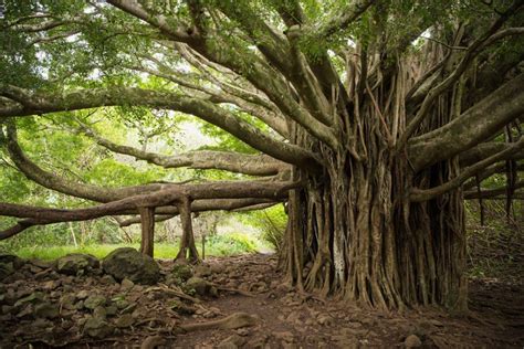 6 Photographers on Hawaii's Best-Kept Secrets | Banyan tree, Tree ...