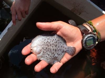 Ever seen a Hogchoker flatfish? (Photo Picture)