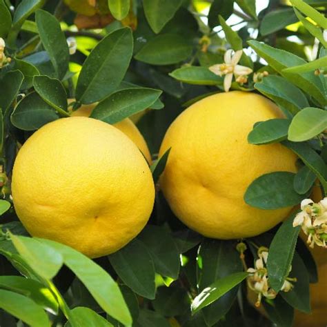 Florida Grapefruit Trees For Sale | Backyard Citrus Trees