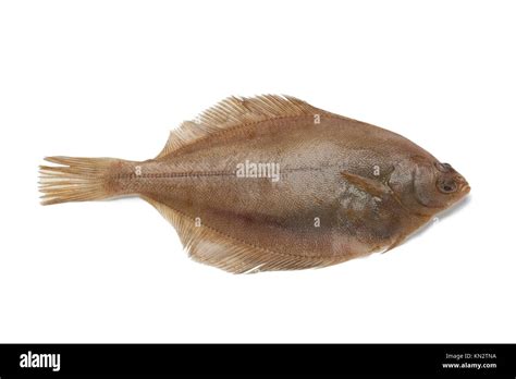 Single Common dab fish on white background Stock Photo - Alamy