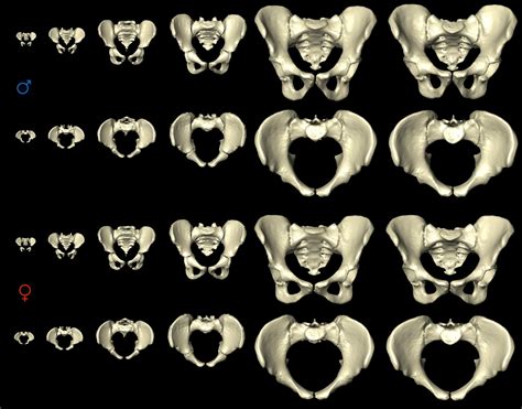 The female pelvis adjusts for childbearing years