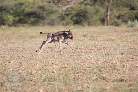 Wildebeest calf – Watch it being born | Kapama Blog