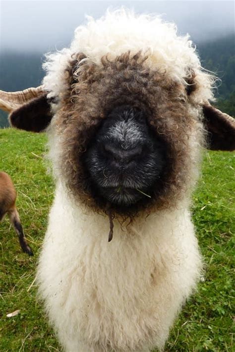 Best Time to See Valais Blacknose Sheep in Switzerland 2023 - Rove.me ...