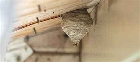 Types Of Bee Nests