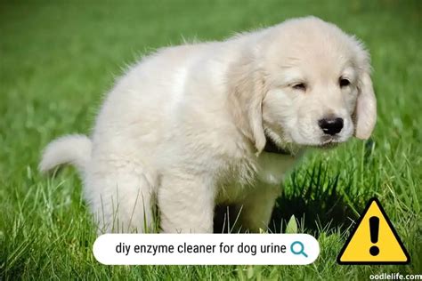 Homemade Enzyme Cleaner For Dog Urine: Effective DIY Solution For Pet ...