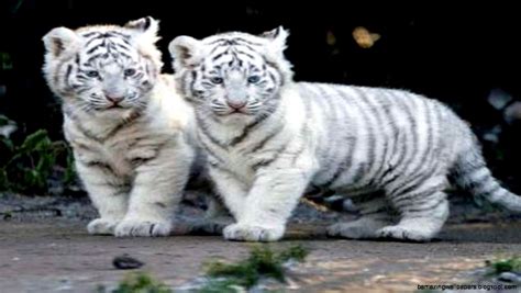 White Siberian Tiger Cubs In Snow | Amazing Wallpapers