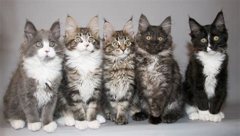 Maine Coon Kittens #6905697