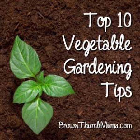 Top 10 Vegetable Gardening Tips – Home and Garden