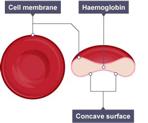 Red Blood Cell Diagram / What is an example of a red blood cells ...