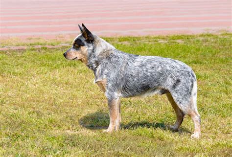 Blue Heeler Ultimate Guide: Pictures, Characteristics, & Facts ...