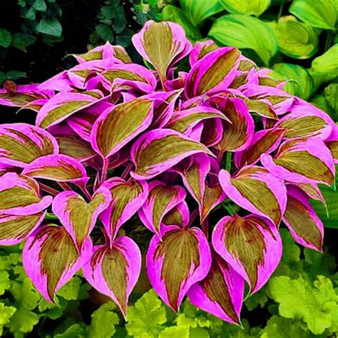 Existe-t-il des hostas roses? – Jardinier paresseux