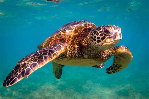 Grand Cayman Turtle Conservation & Education Centre | The Residences