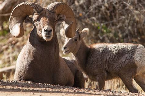 A Tree Falling: Waterton Canyon Bighorn Sheep, Part I