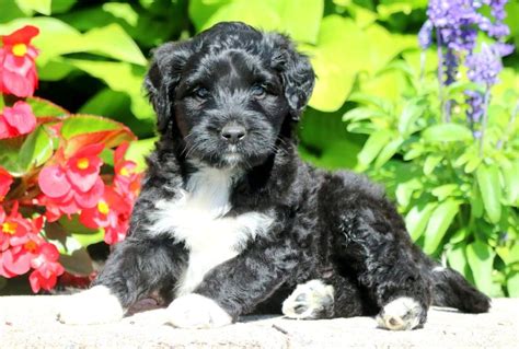 Dusty | Portuguese Water Dog Puppy For Sale | Keystone Puppies