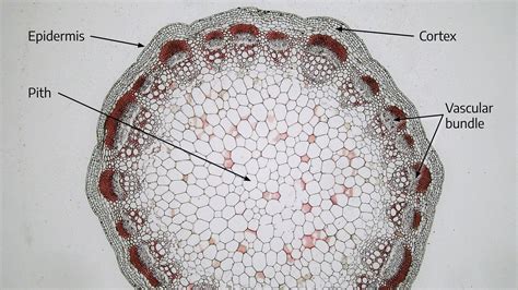 Cross Section Of Dicot Stem Labeled