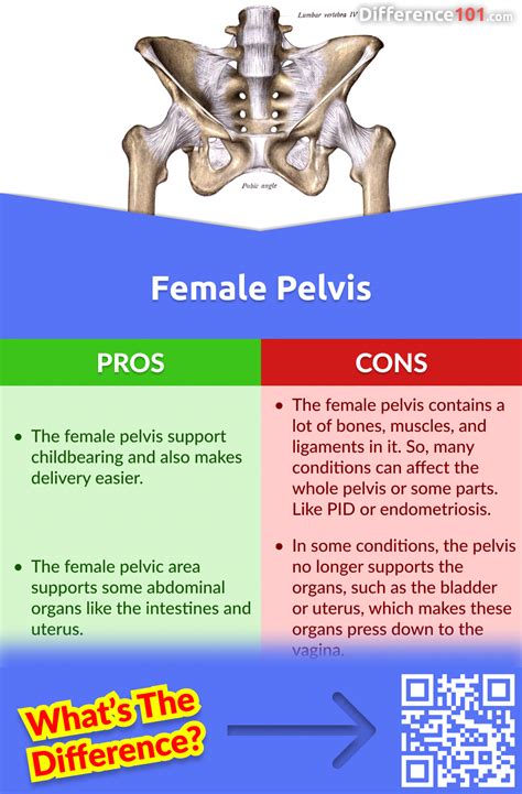 Male vs. Female Pelvis: 6 Key Differences, Pros & Cons, Similarities ...