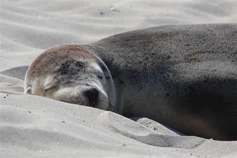 Seal Bay Kangaroo Island Complete Guide