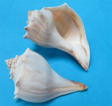 7 inches Whelk Shells for Sale, Knobbed Whelks - North Atlantic