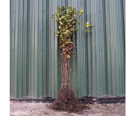 100/125cm Bare Root Hornbeam (Carpinus betulus)