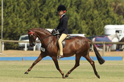 Horse Breed: Australian Riding Pony