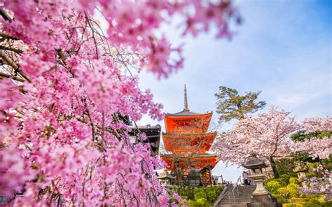 Cherry Blossoms in Kyoto: Best Spots & Festivals 2022 | JRailPass