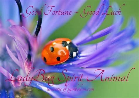 Ladybug Symbolism & Ladybug Meaning | Ladybug Spirit & Totem Animal