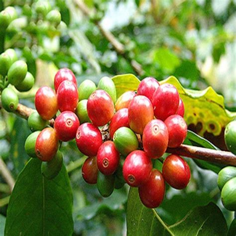 Coffee Tree Seeds 50pcs For Outdoor Cultivation - BestSeedsOnline.com ...