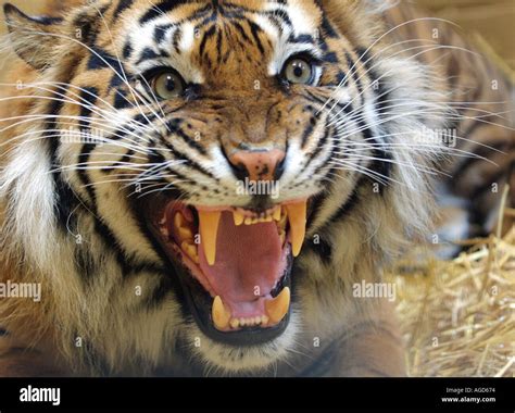 Tight headshot of a sumatran tiger roaring Stock Photo, Royalty Free ...