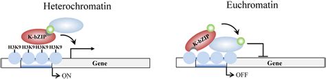 Model of K-bZIP regulation of viral gene expression in heterochromatin ...