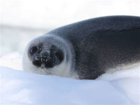 Hooded Seal – North American Nature