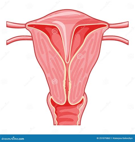 Uterine Septum Septate Uterus Female Reproductive System. Front View ...