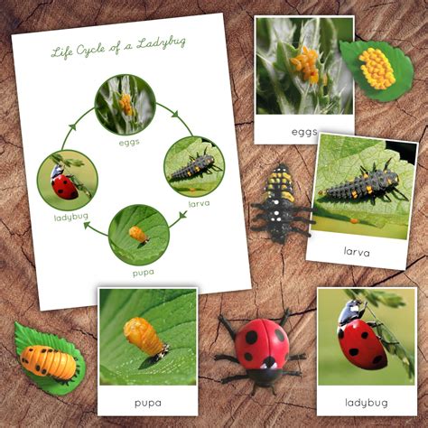 Life Cycle Ladybug DIGITAL 3 Part Cards | Etsy