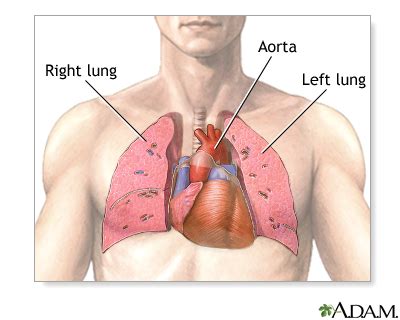 Heart And Lungs Anatomy